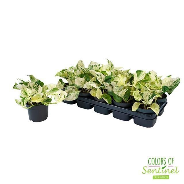 ...POTHOS  M12 Happy Leaf