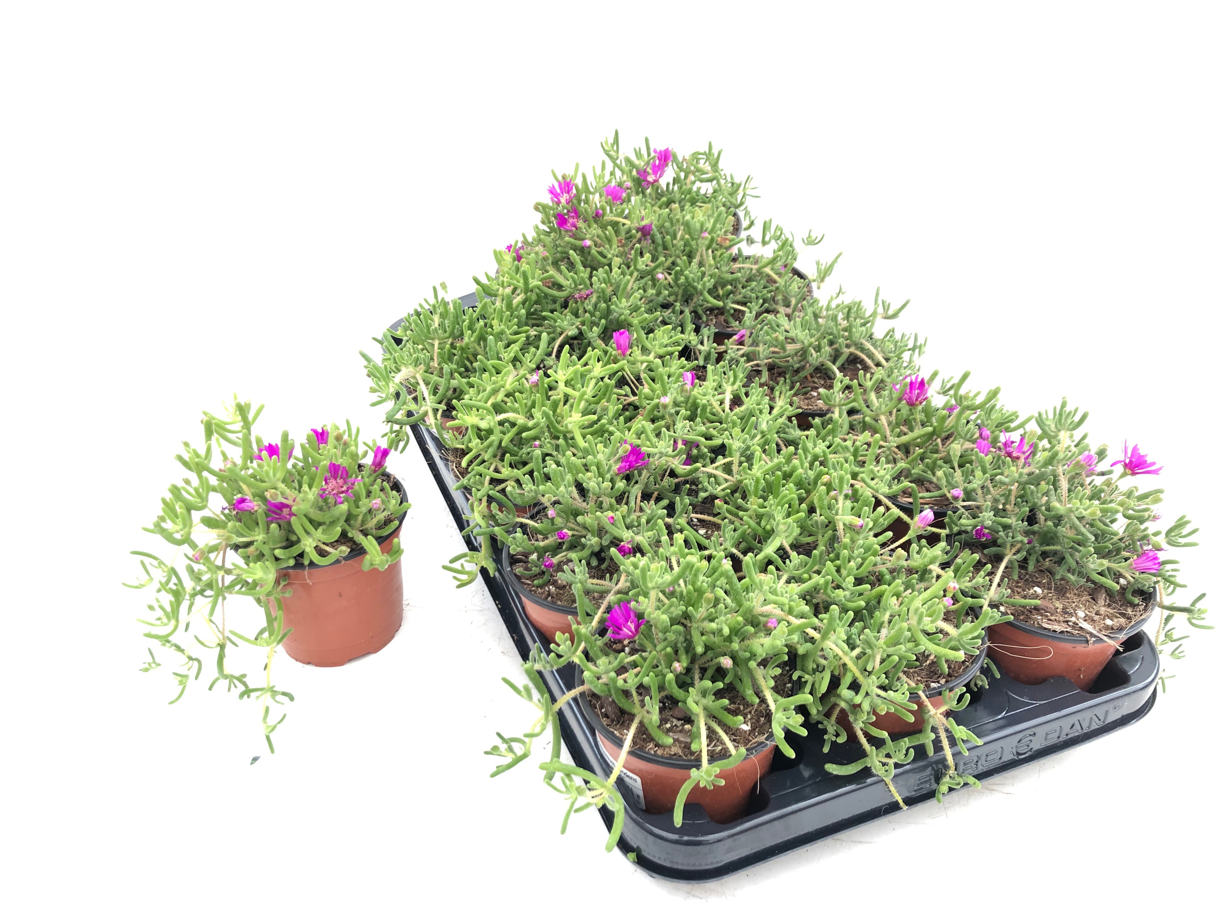 ...DROSANTHEMUM CANDENS 2211 - MESEM PENDULINO