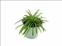 AGAPANTHUS SUMMER LOVE M17