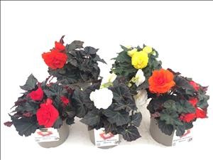 BEGONIA x TUBERHYBRIDA MOCCA M19