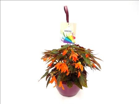 BEGONIA BOLIVIENSIS PAPAYA T25 - PENJADOR