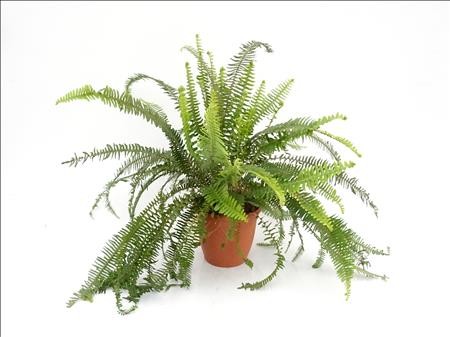 NEPHROLEPIS CORDIFOLIA M26