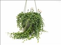 SENECIO PENJAR T15 STRING OF PEARLS