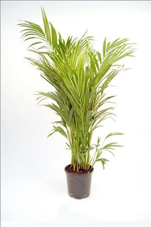 ARECA  M19-100cm. XXX