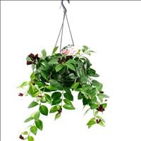 AESCHYNANTHUS  PENJAR  M15 Mona Lisa 40cmX