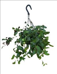 AESCHYNANTHUS MARMORATHUS PENJAR M15