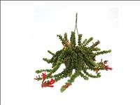 AESCHYNANTHUS RASTA  PENJAR M15