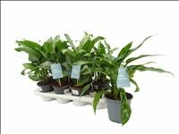 AGLAONEMA  M14 mix