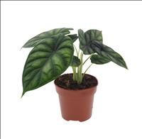 ALOCASIA  M12 DRAGON SCALE xxxxx