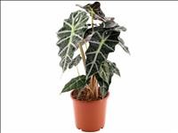 ALOCASIA M17  polly