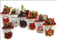 AMARYLLIS  M14  EXTRA 2 flors test de fang