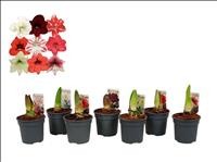 AMARYLLIS   M12 2 botns de flor