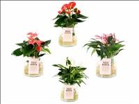 ANTHURIUM  M12 CRISTAL AQUO rojo