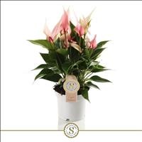 ANTHURIUM  M12 LILI MIQUEL