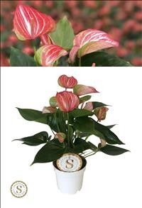 ANTHURIUM  M12 LIVIUM RED