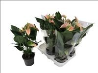 ANTHURIUM  M12 PEACHE