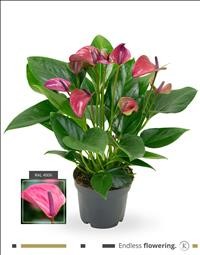 ANTHURIUM  M12 PURPLE