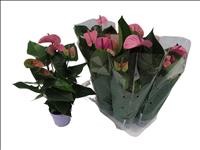 ANTHURIUM  M14 CAVALLI Lila
