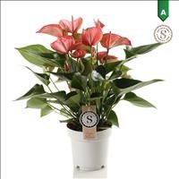 ANTHURIUM  M14 LIVIUM RED