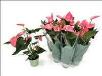 ANTHURIUM  M14 MAINE rosa