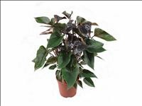 ANTHURIUM  M17 BLACK BEAUTY