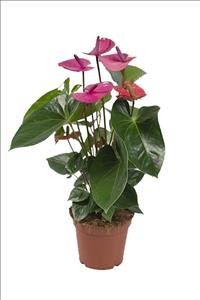 ANTHURIUM  M17 CAVALLI lila
