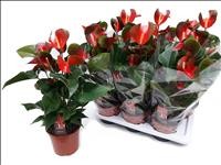 ANTHURIUM  M17 DYNAMITE RED