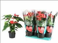 ANTHURIUM  M17 MINNESOTA flor gran