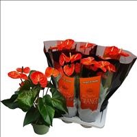 ANTHURIUM  M17 MADURAL ORANGE