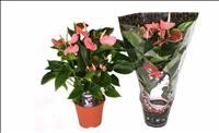 ANTHURIUM  M17 PINK EXPLOSION