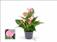 ANTHURIUM  M 9 JOLIE