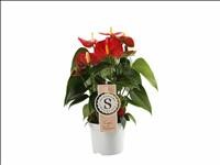 ANTHURIUM  M 9 RED CHAMPION