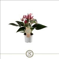 ANTHURIUM  M 9 ZIZOU