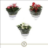 ANTHURIUM TARRINA 17 MIX