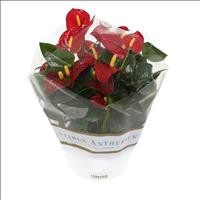 ANTHURIUM TARRINA 17 RED Royal Champion