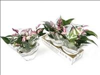 ANTHURIUM ZIZOU TARRINA 17