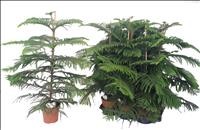ARAUCARIA  M17- 60cm