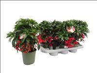 ARDISIA  M14 BOS PREMIUM