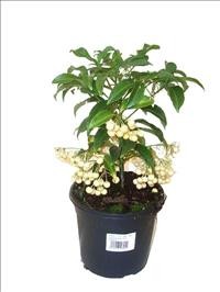 ARDISIA  M14- 40cm. BLANCA