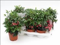 ARDISIA  M14 ROSA