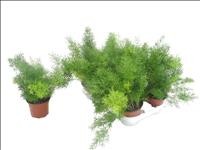 ASPARRAGUS SPRENGERII  M12