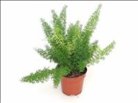 ASPARRAGUS MEYERII M12