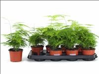 ASPARRAGUS PLUMOSUS  M12