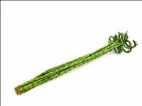 BAMBU  espiral 100cm.