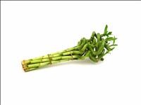 BAMBU  espiral  30cm.