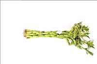 BAMBU  espiral  40cm.