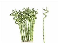 BAMBU  espiral  70cm.