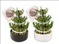 BAMBUSA  TARRINA CANYES 3 pisos D12  H25