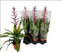 BILBERGIA BLUE RAIN M15 extra