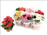 BEGONIA  ELATIOR M13 EXTRA